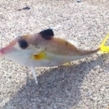 釣り魚料理 ギマの煮付け レシピ 作り方 By 釣りシン 楽天レシピ 釣り魚料理 ギマの煮付け レシピ 作り方 By 釣りシン 楽天レシピ